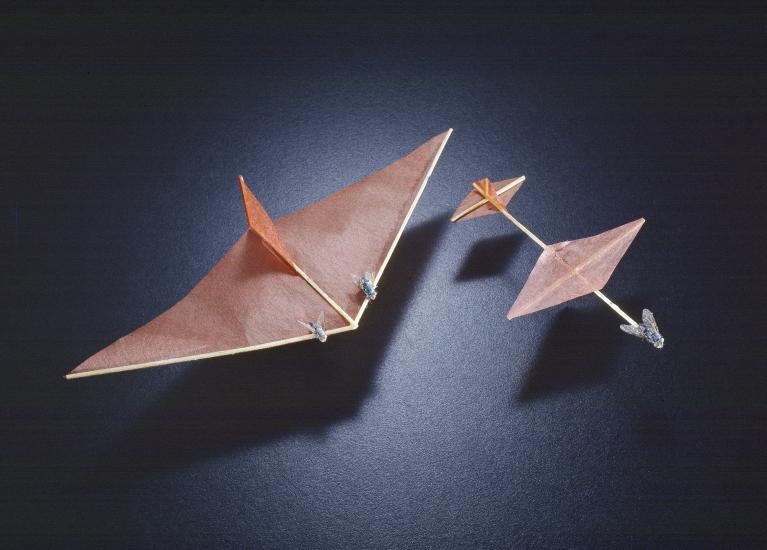 Insect Powered Model Airplanes