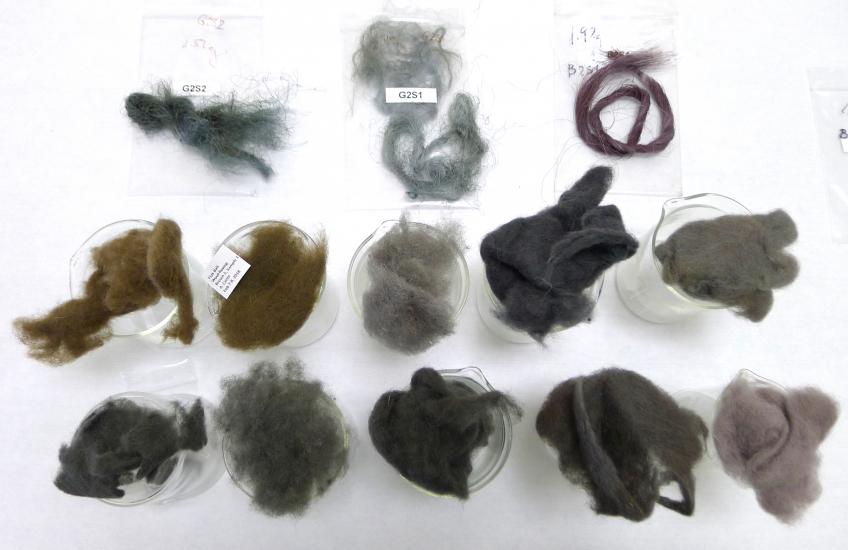 13 wool fiber samples of various colors