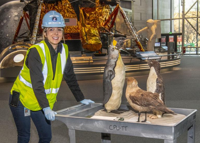 Museum’s collections team moving birds from the “Golden Age of Flight” exhibition