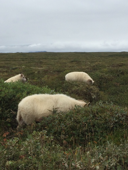 Sheep grazing