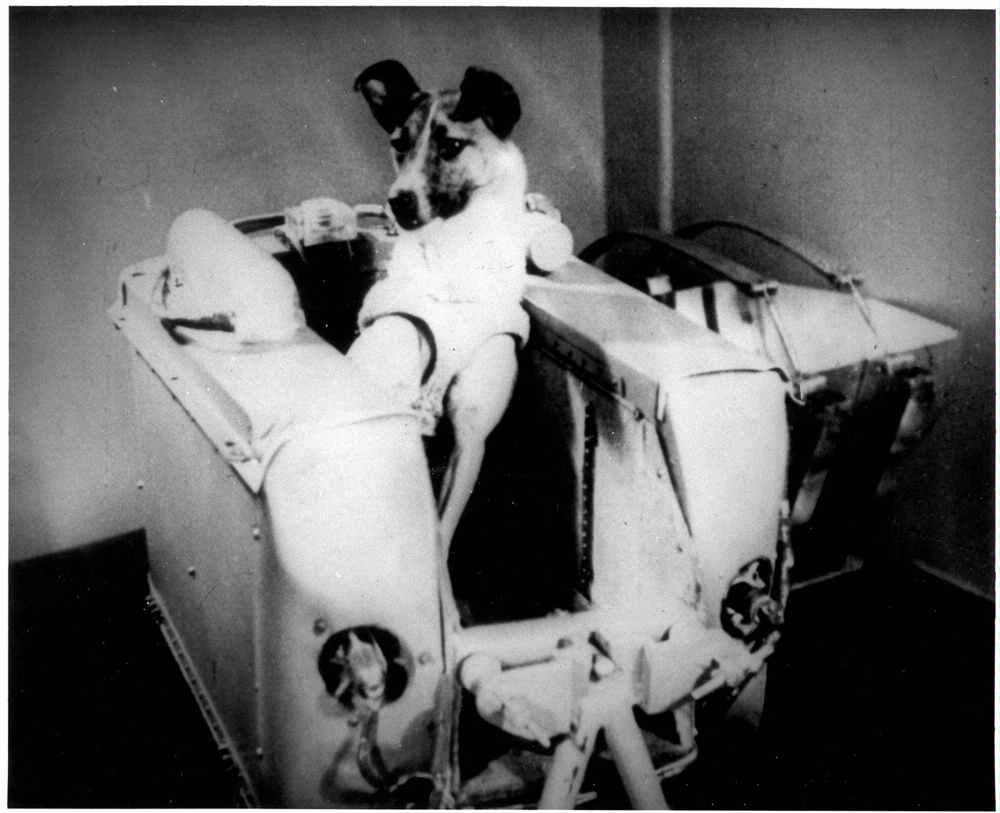 Laika The First Living Being Launched Into Orbit National Air And